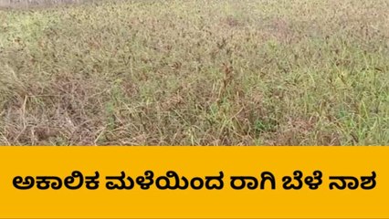 ಹಾಸನ: ಜಿಲ್ಲೆಯ ರಾಗಿ ಬೆಳೆಗಾರರ ಬಾಳಲ್ಲಿ ‘ಮಾಂಡೌಸ್’ ಬಿರುಗಾಳಿ!