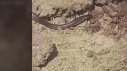 एटा: गांव में निकले दर्जन भर से अधिक सर्प, दहशत का माहौल