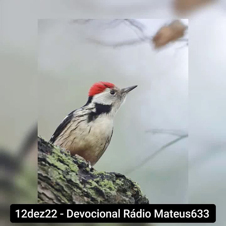 12dez22 - Devocional Rádio Mateus 633