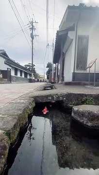 Des carpes Koï dans des caniveaux au Japon