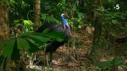 Une planète, sept mondes sauvages - L'Australie