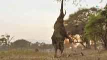 Une planète, sept mondes sauvages - L'Afrique