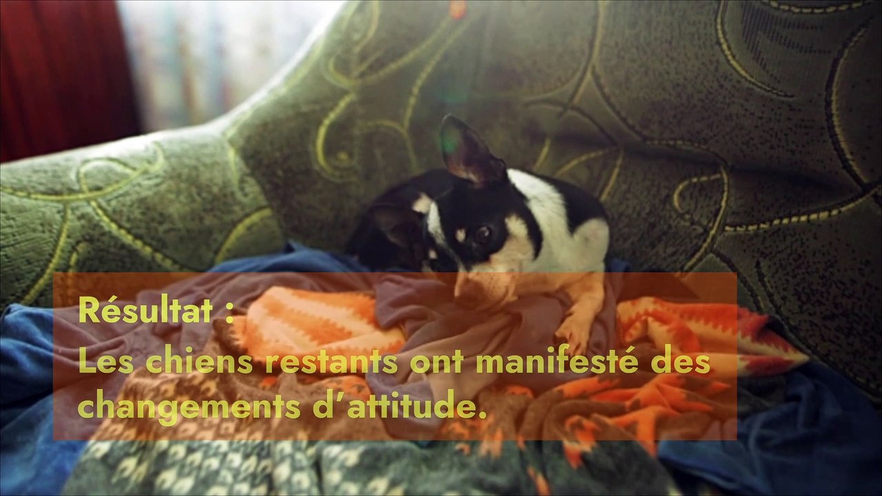 Comment les chiens réagissent à la mort de l’un de leurs congénères ?