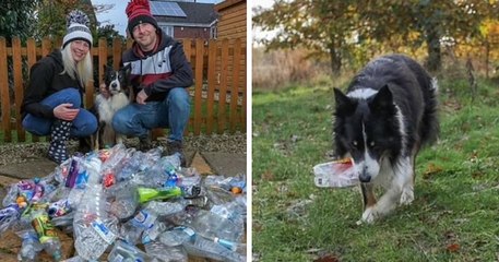 Surnommé « le chien écolo », ce Border collie ramasse chaque jour des bouteilles en plastique jetées dans la rue