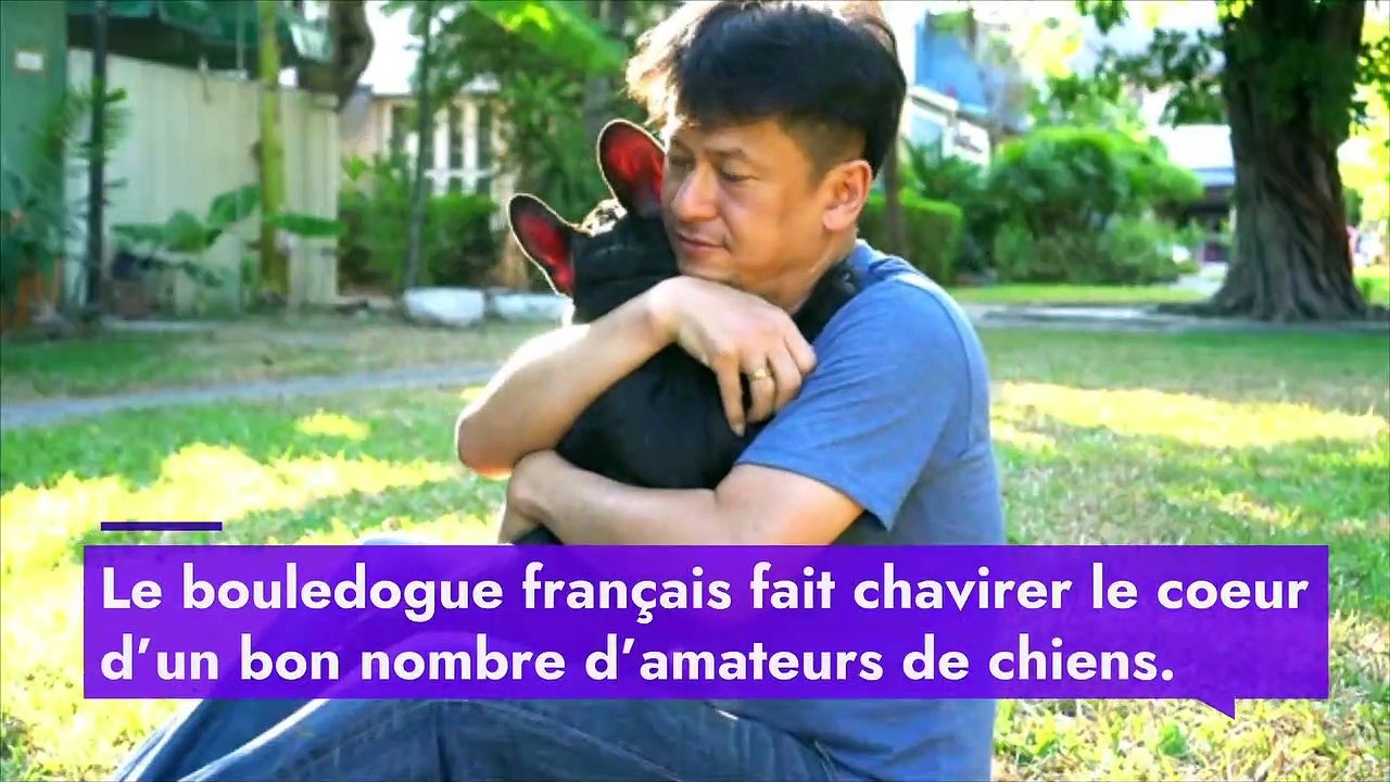 Le bouledogue français, mignon mais prédisposé aux problèmes de santé
