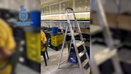 Semillero de marihuana en Toledo