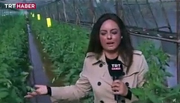 TRT Haber muhabiri Özlem Pirim canlı yayında zor anlar yaşadı