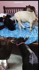 Sapi kerdil lucu lucu