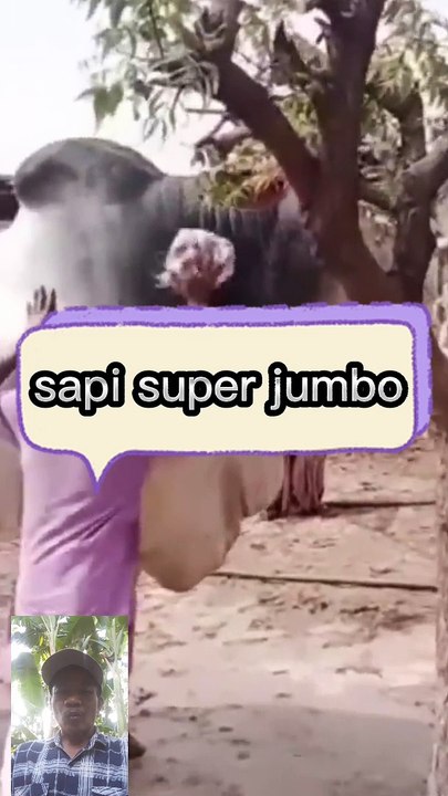 Sapi super jumbo
