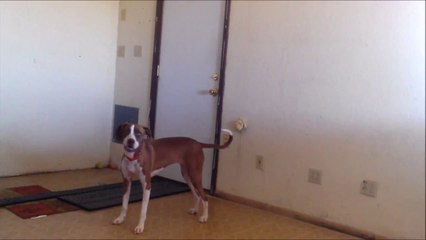 BRAIN TRAINING FOR DOGS PROGRAM REVIEW – DOES IT WORK?