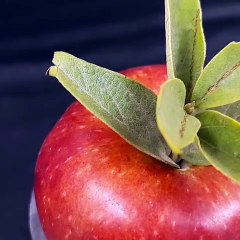 Apple tree from Apple leaves