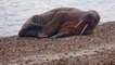 Walrus appears on Hampshire beach more than 2,000 miles from home in Arctic Ocean