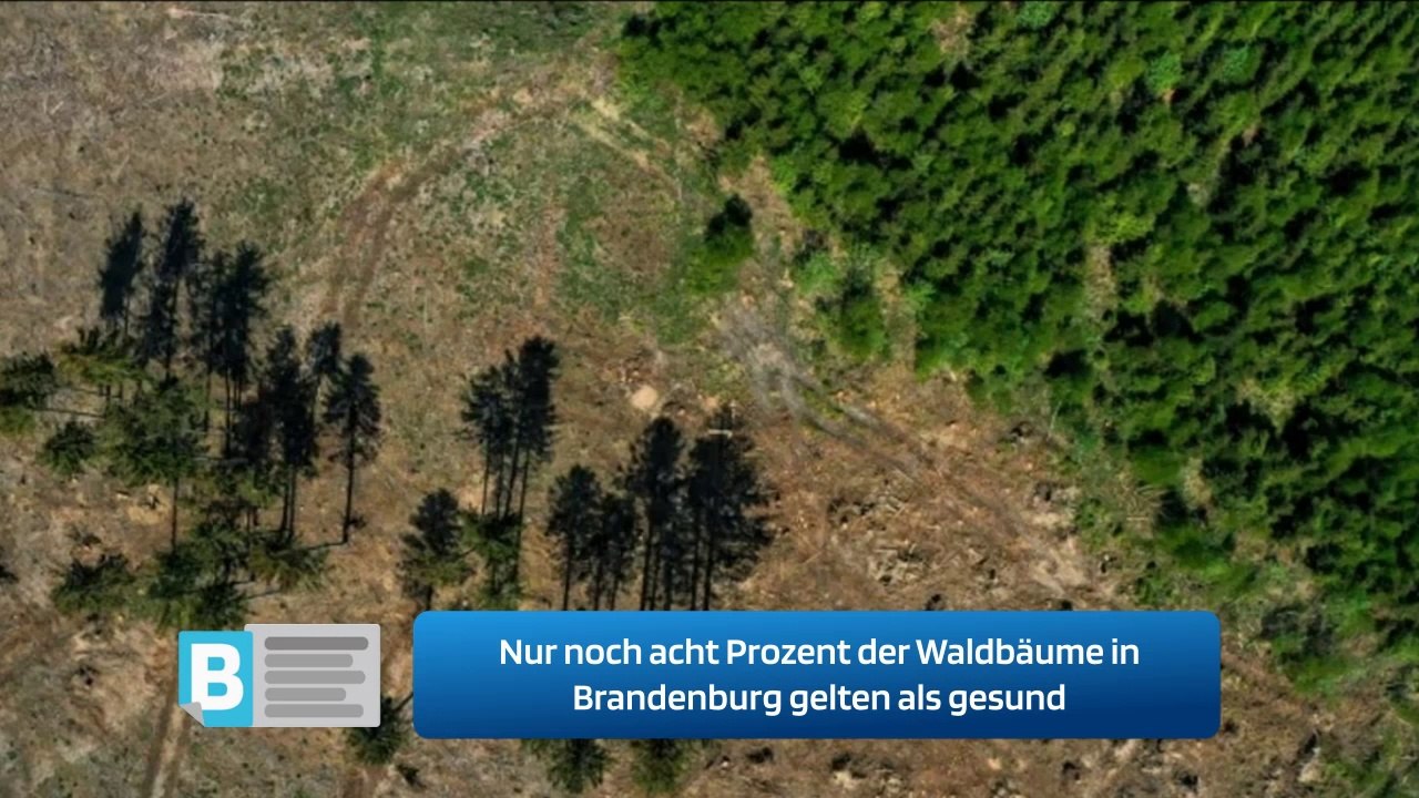 Nur noch acht Prozent der Waldbäume in Brandenburg gelten als gesund