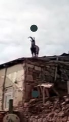 Dağ Keçisi Köpekten Kaçıp Dama Sığındı #shorts