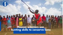 Maasai warriors use hunting skills to conserve lions
