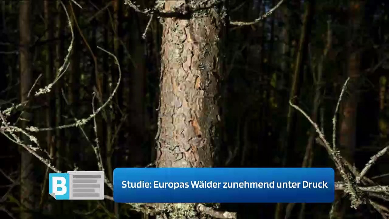 Studie: Europas Wälder zunehmend unter Druck