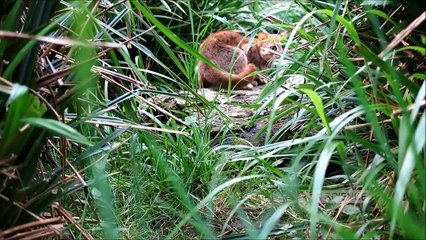 Five adorable wild cat species that are seldom known