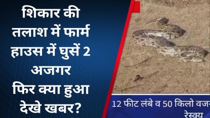भीलवाड़ा: फार्म हाउस में दो अजगर घुसने से मचा हड़कम्‍प, एक का किया रेस्‍क्‍यू मगर दुसरा...
