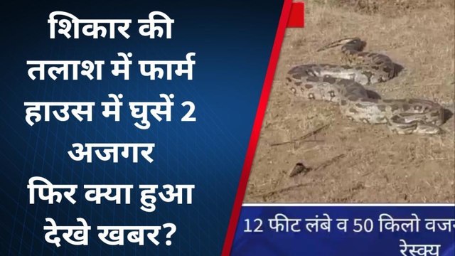 भीलवाड़ा: फार्म हाउस में दो अजगर घुसने से मचा हड़कम्‍प, एक का किया रेस्‍क्‍यू मगर दुसरा...