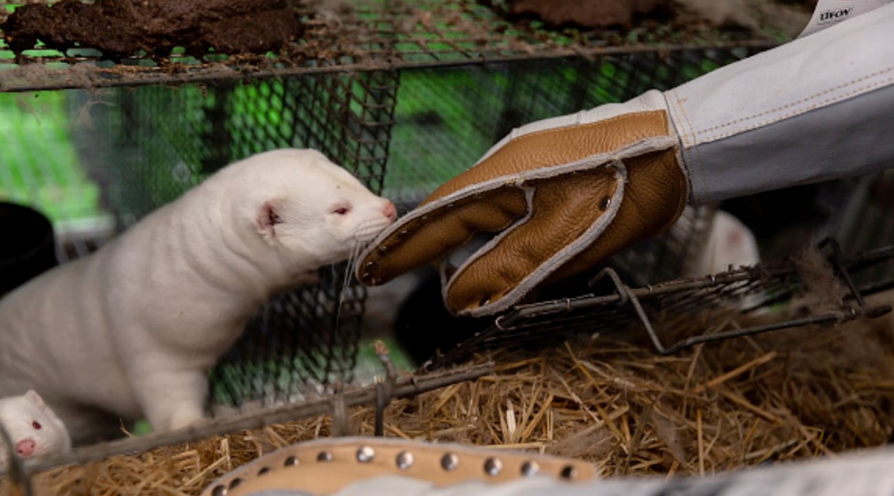 Rund 10.000 Nerze werden Richtung Dänemark transportiert