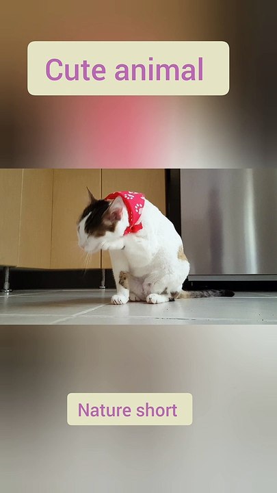 Cute animal video