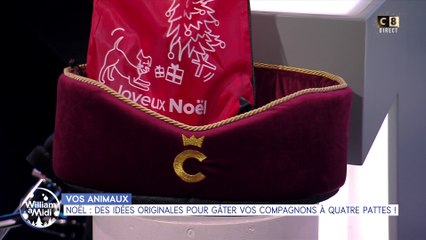 Vos animaux : Noël, des idées originales pour gâter vos compagnons à quatre pattes !