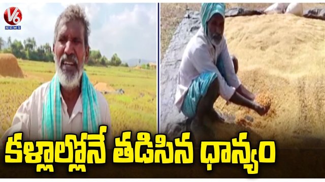 Paddy Grains Damaged Due To Rains, Farmers Face Huge Losses _ Kumuram Bheem Asifabad _ V6 News