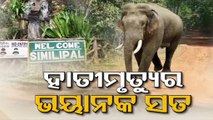 3 Odisha forest officials suspended over burning of elephant carcass