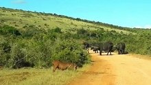 Wild African Buffalo blocking the road - Crazy
