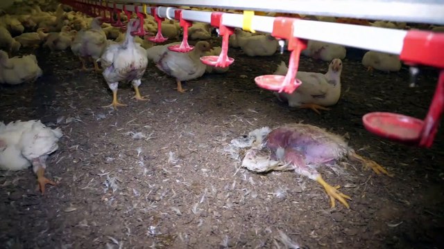 Equalia destapa un escándalo de maltrato animal en macrogranjas de Austria