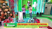 Aprenda a realizar el vendaje para proteger a su mascota del ruido de los petardos por fiestas de fin de año 