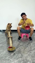 super duper musician super dog 