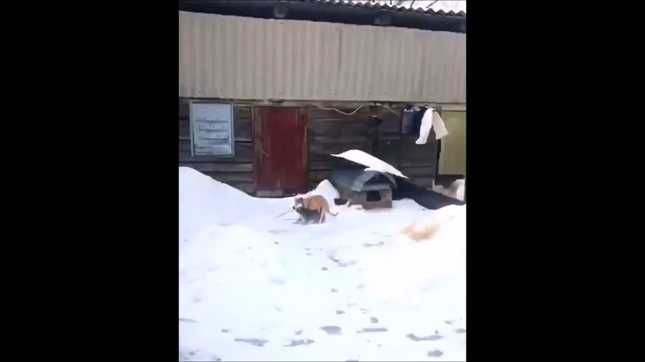 Chien pris en flag... Laisse ce chat tranquille