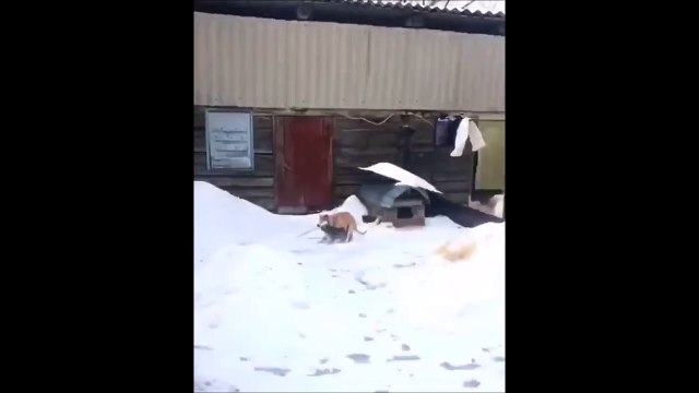 Chien pris en flag... Laisse ce chat tranquille