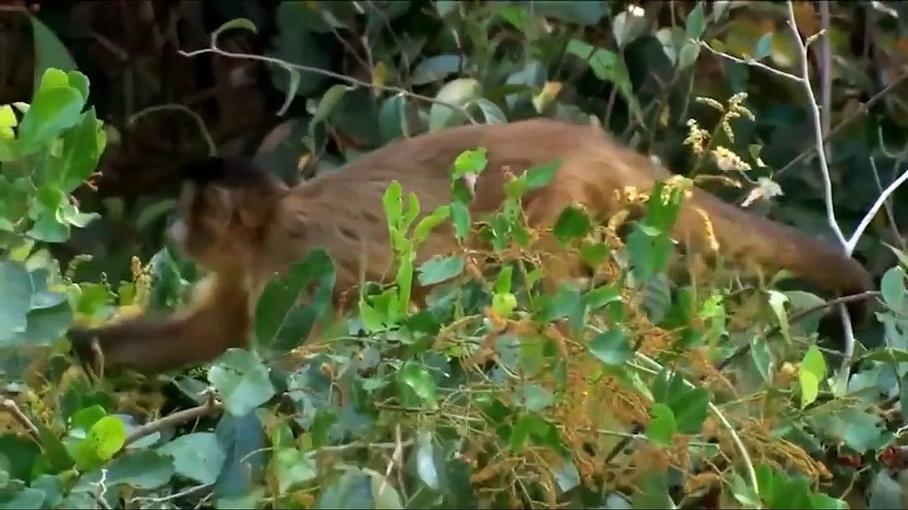 Crocodiles Could Not React To The Reckless Attack From Eeopard, Leopard Knocks Down The Crocodile