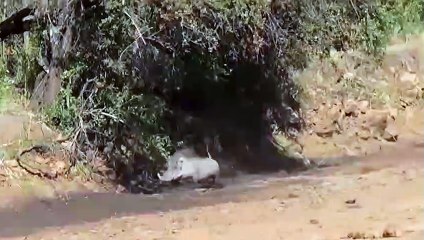 The Lion Can't Approach Baby Elephant Because Power of Mother Elephant Too GreatㅣWild Animal Attacks