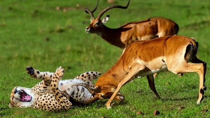 Life Is Not Easy When Antelope Confronts Cheetah - Antelope Is Completely Powerless Against Cheetah
