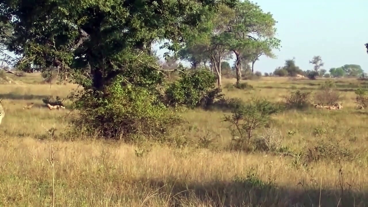 WATCH NOW ! Zebra Fiercely Fought Back Wild Dogs  Underwater - Wild Dogs, Leopard, Tiger vs Elephant