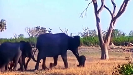 Must Watch! King Lion vs BuffaloㅣKing Lion Hunting BuffaloㅣWild Animal Attacks (2)