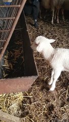 So cutest my lamb when eating