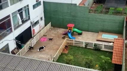 Vai viajar? Cuidado onde deixar seu pet