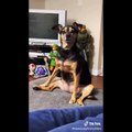 Funniest Animals Videos 2022  - Try Not To Laugh Dogs And Cats