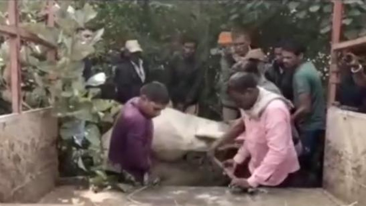 बालाघाट: बाघ के हमले से ग्रामीणों में दहशत, घायल अवस्था में गाय मिलने से फैली सनसनी