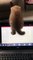 Amazing Cute Cats Funny Viral Clips || #funny Cute Cats #shorts Video || #trending #animals #reels