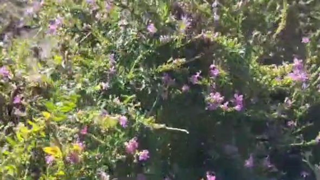 পর্যটকদের ভিড় সামলাতে নাজেহাল!এত পর্যটক আসবে কেন? জানুন