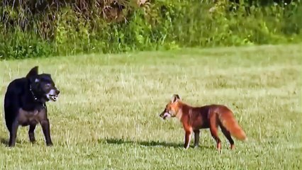 Fox vs Dog. Fox attack Dog.