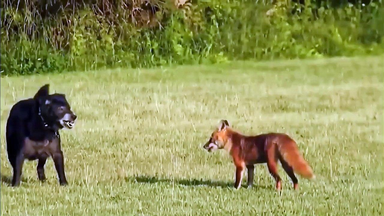 Fox vs Dog. Fox attack Dog.