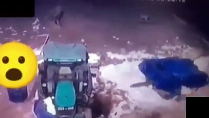 Wolves Attack Dog - Dogs break wolves attacks (2022) kangal vs wolf