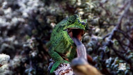 Frozen Planet II Trailer