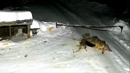 6 wolves attack one german shephard and eat him brutally ! Dog vs wolf